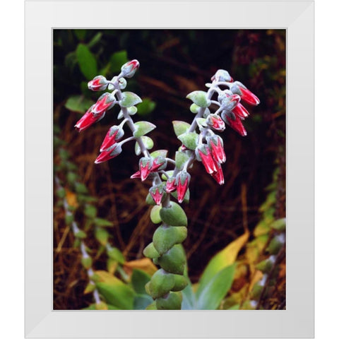 CA, San Diego, Mission Trails Succulent flowers White Modern Wood Framed Art Print by Talbot Frank, Christopher