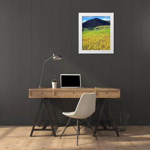 CA, San Diego, Mission Trails Park flowers White Modern Wood Framed Art Print by Talbot Frank, Christopher