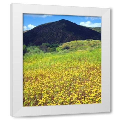 CA, San Diego, Mission Trails Park flowers White Modern Wood Framed Art Print by Talbot Frank, Christopher