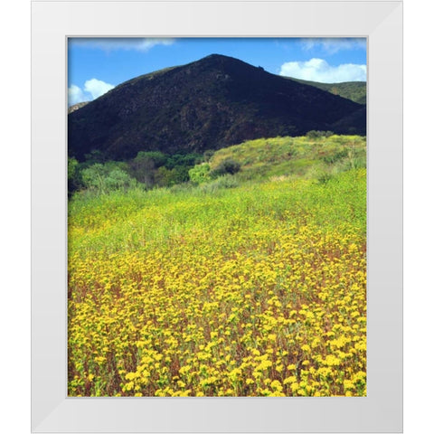 CA, San Diego, Mission Trails Park flowers White Modern Wood Framed Art Print by Talbot Frank, Christopher