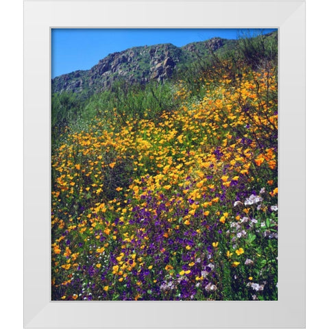 CA, San Diego, Mission Trails Park flowers White Modern Wood Framed Art Print by Talbot Frank, Christopher