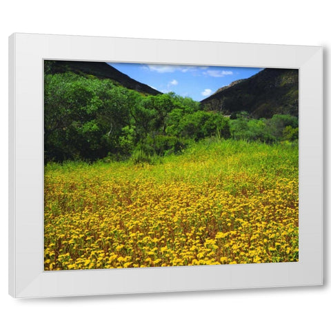 CA, San Diego, Mission Trails Park flowers White Modern Wood Framed Art Print by Talbot Frank, Christopher