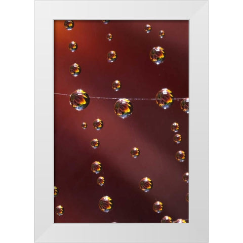 CA, San Diego, Sunflower reflection in spider web White Modern Wood Framed Art Print by Talbot Frank, Christopher