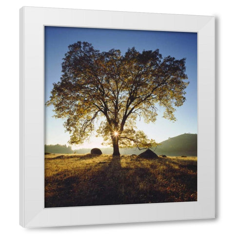 California, San Diego Black Oak Tree in Autumn White Modern Wood Framed Art Print by Talbot Frank, Christopher