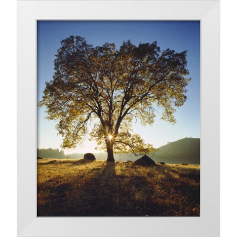 California, San Diego Black Oak Tree in Autumn White Modern Wood Framed Art Print by Talbot Frank, Christopher