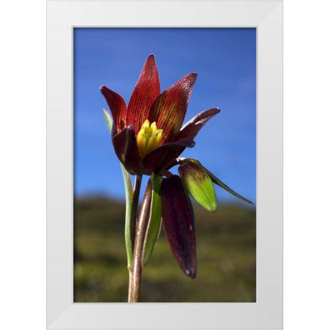 CA, Rattlesnake Canyon Chocolate Lilly White Modern Wood Framed Art Print by Talbot Frank, Christopher
