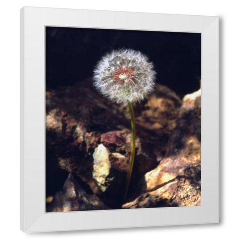 USA, California, San Diego Dandelion White Modern Wood Framed Art Print by Talbot Frank, Christopher