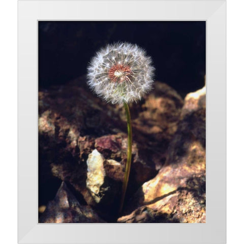 USA, California, San Diego Dandelion White Modern Wood Framed Art Print by Talbot Frank, Christopher