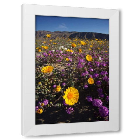 CA, San Diego Desert wildflowr scenic White Modern Wood Framed Art Print by Talbot Frank, Christopher