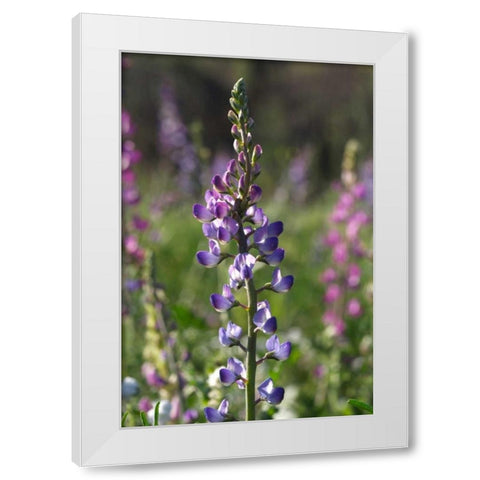 CA, San Diego Lupines in Rattlesnake Canyon White Modern Wood Framed Art Print by Talbot Frank, Christopher