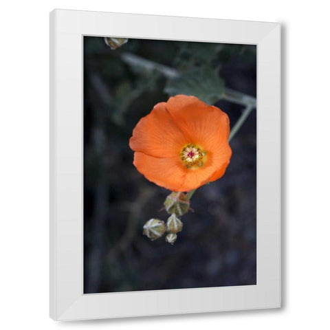 CA, San Diego Mallow flowers in the Mecca Hills White Modern Wood Framed Art Print by Talbot Frank, Christopher