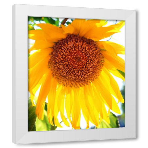 California, San Diego Mammoth Sunflower White Modern Wood Framed Art Print by Talbot Frank, Christopher