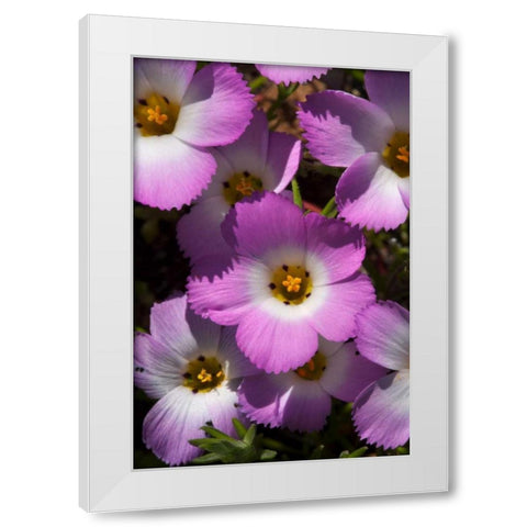 California, San Diego, Rattlesnake Canyon, Phlox White Modern Wood Framed Art Print by Talbot Frank, Christopher