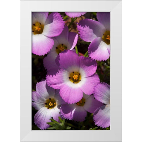California, San Diego, Rattlesnake Canyon, Phlox White Modern Wood Framed Art Print by Talbot Frank, Christopher