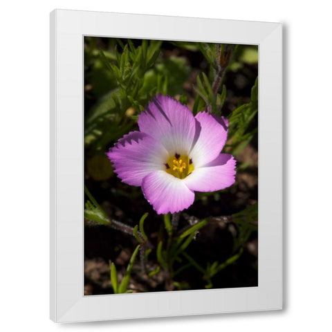 California, San Diego, Rattlesnake Canyon, Phlox White Modern Wood Framed Art Print by Talbot Frank, Christopher