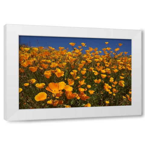California, San Diego, Rattlesnake Canyon, Poppy White Modern Wood Framed Art Print by Talbot Frank, Christopher