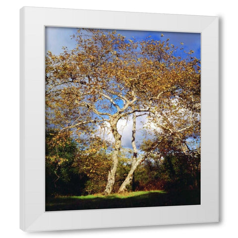 USA, California, San Diego Sycamore Tree White Modern Wood Framed Art Print by Talbot Frank, Christopher