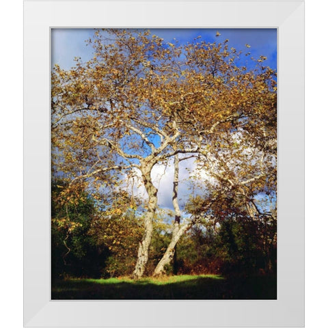 USA, California, San Diego Sycamore Tree White Modern Wood Framed Art Print by Talbot Frank, Christopher