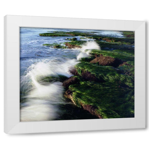 CA, San Diego Waves breaking on tide pools White Modern Wood Framed Art Print by Talbot Frank, Christopher