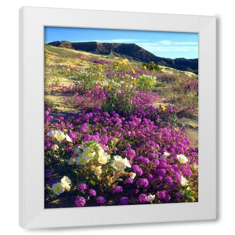 CA ,Anza-Borrego, flowers below Fonts Point White Modern Wood Framed Art Print by Talbot Frank, Christopher