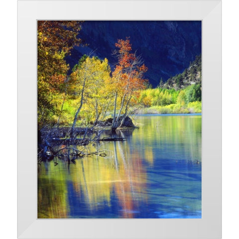 CA, Sierra Nevada, Aspen tree by Grant Lake White Modern Wood Framed Art Print by Talbot Frank, Christopher