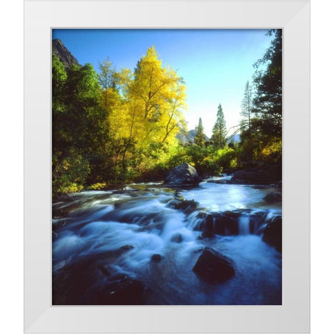 CA, Sierra Nevada, Autumn along a stream White Modern Wood Framed Art Print by Talbot Frank, Christopher