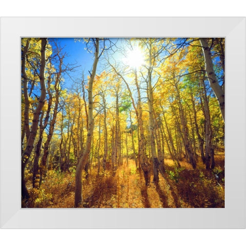 California, Sierra Nevada, Fall colors of Aspens White Modern Wood Framed Art Print by Talbot Frank, Christopher