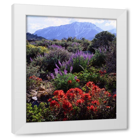 California, Sierra Nevada, Wildflowers White Modern Wood Framed Art Print by Talbot Frank, Christopher