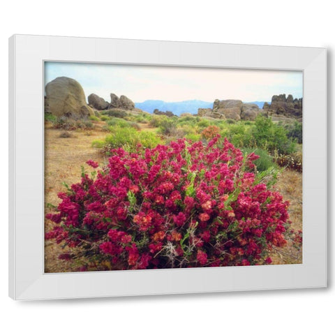 CA, Sierra Nevada Bush in the Alabama Hills White Modern Wood Framed Art Print by Talbot Frank, Christopher