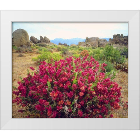CA, Sierra Nevada Bush in the Alabama Hills White Modern Wood Framed Art Print by Talbot Frank, Christopher