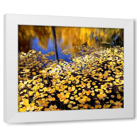 CA, Sierra Nevada Aspen leaves in Autumn White Modern Wood Framed Art Print by Talbot Frank, Christopher