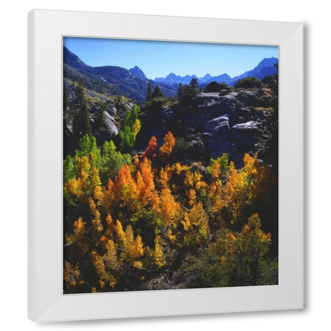 CA, Sierra Nevada Autumn of Aspen trees White Modern Wood Framed Art Print by Talbot Frank, Christopher