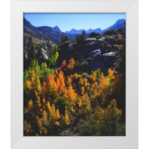 CA, Sierra Nevada Autumn of Aspen trees White Modern Wood Framed Art Print by Talbot Frank, Christopher