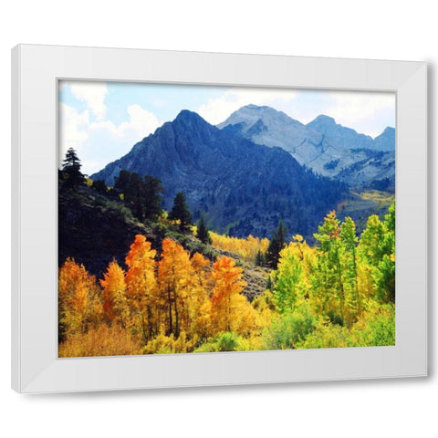 CA, Sierra Nevada Fall colors of aspen trees White Modern Wood Framed Art Print by Talbot Frank, Christopher