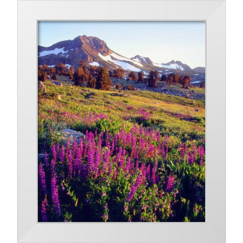 CA, Sierra Nevada Lupine flowers at Carson Pass White Modern Wood Framed Art Print by Talbot Frank, Christopher