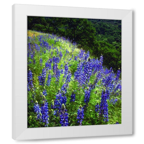 CA, Sierras, Sequoia NP Lupines in the forest White Modern Wood Framed Art Print by Talbot Frank, Christopher