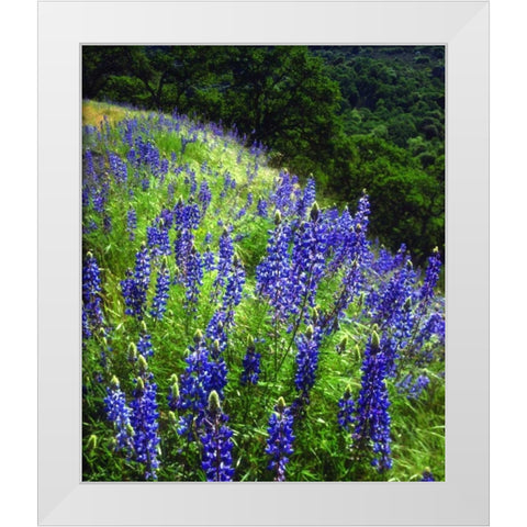 CA, Sierras, Sequoia NP Lupines in the forest White Modern Wood Framed Art Print by Talbot Frank, Christopher