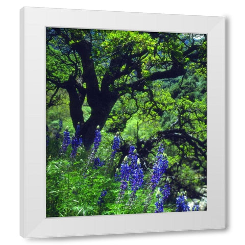 CA, Sierras, Sequoia NP Lupines in the forest White Modern Wood Framed Art Print by Talbot Frank, Christopher
