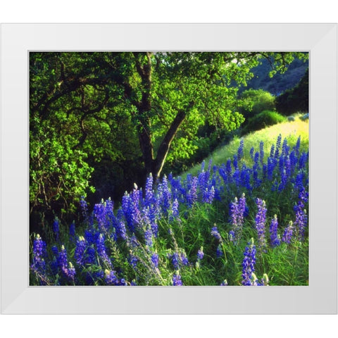 CA, Sierra Nevada Lupine flowers in the forest White Modern Wood Framed Art Print by Talbot Frank, Christopher