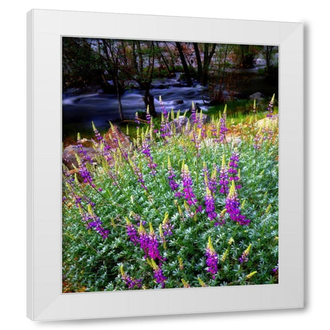 CA, Sierra Nevada Lupines in the High Sierra White Modern Wood Framed Art Print by Talbot Frank, Christopher