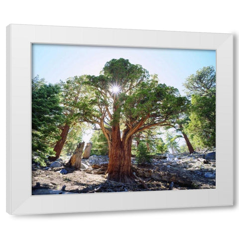 CA, Sierra Nevada Old-growth Juniper tree White Modern Wood Framed Art Print by Talbot Frank, Christopher