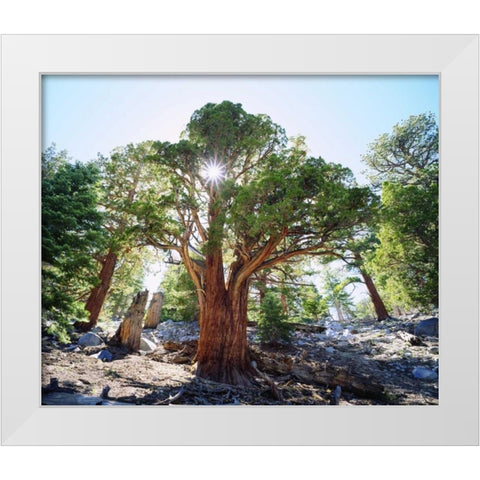 CA, Sierra Nevada Old-growth Juniper tree White Modern Wood Framed Art Print by Talbot Frank, Christopher