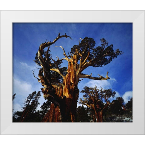 CA, Sierra Nevada Old-growth Juniper trees White Modern Wood Framed Art Print by Talbot Frank, Christopher