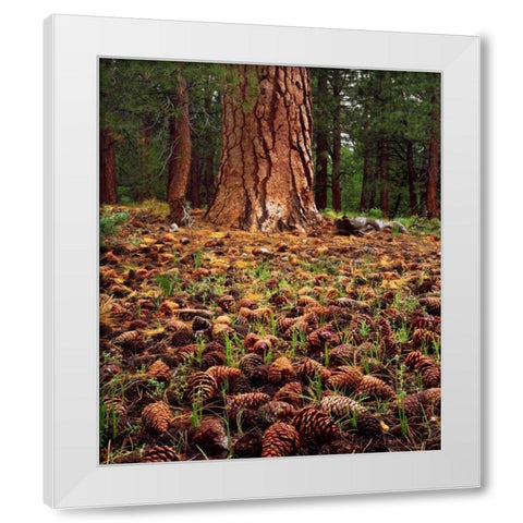 CA, Sierra Nevada Old-growth Ponderosa tree White Modern Wood Framed Art Print by Talbot Frank, Christopher