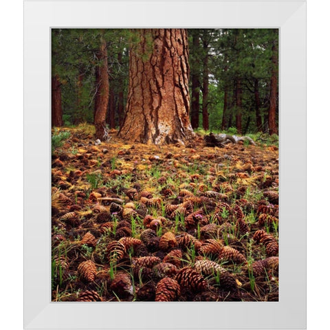 CA, Sierra Nevada Old-growth Ponderosa tree White Modern Wood Framed Art Print by Talbot Frank, Christopher