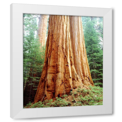 CA, Sierra Nevada Old-growth Sequoia Redwood White Modern Wood Framed Art Print by Talbot Frank, Christopher