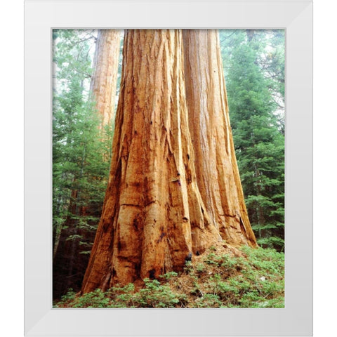 CA, Sierra Nevada Old-growth Sequoia Redwood White Modern Wood Framed Art Print by Talbot Frank, Christopher