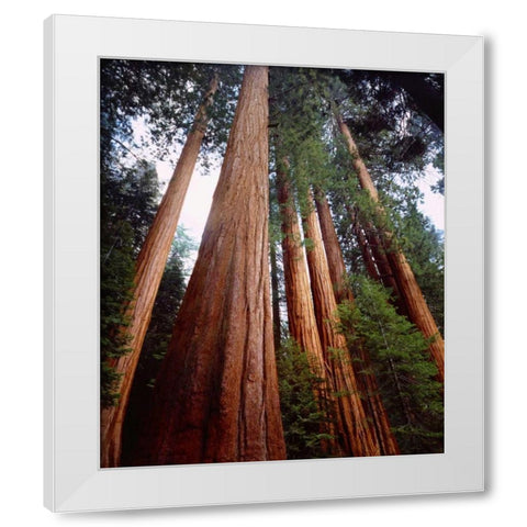 CA, Sierra Nevada Old-growth Sequoia Redwood White Modern Wood Framed Art Print by Talbot Frank, Christopher