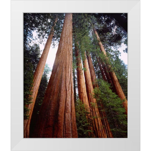 CA, Sierra Nevada Old-growth Sequoia Redwood White Modern Wood Framed Art Print by Talbot Frank, Christopher