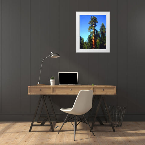 CA, Sierra Nevada Old-growth Sequoia Tree White Modern Wood Framed Art Print by Talbot Frank, Christopher